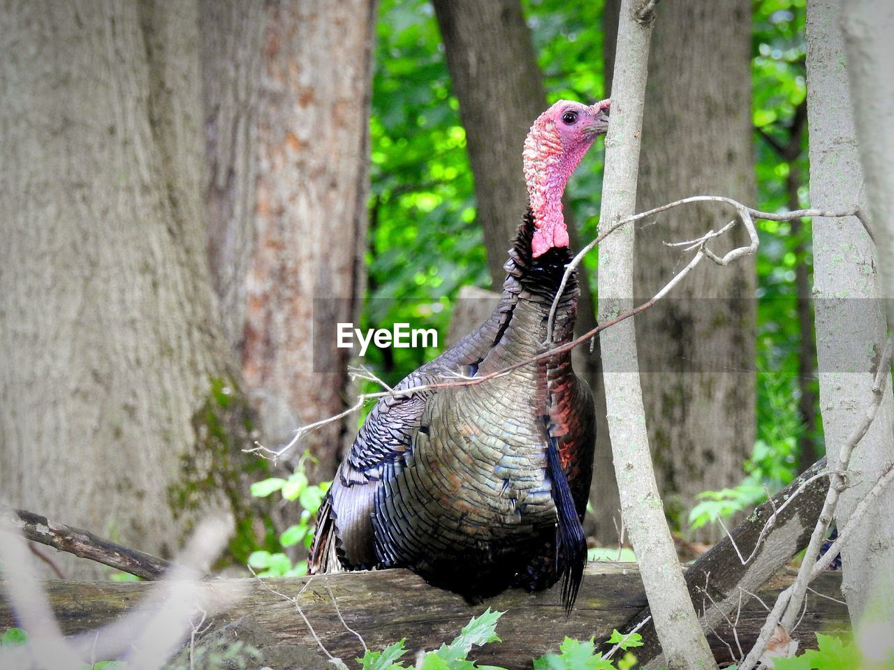 Wild turkey perching on a tree