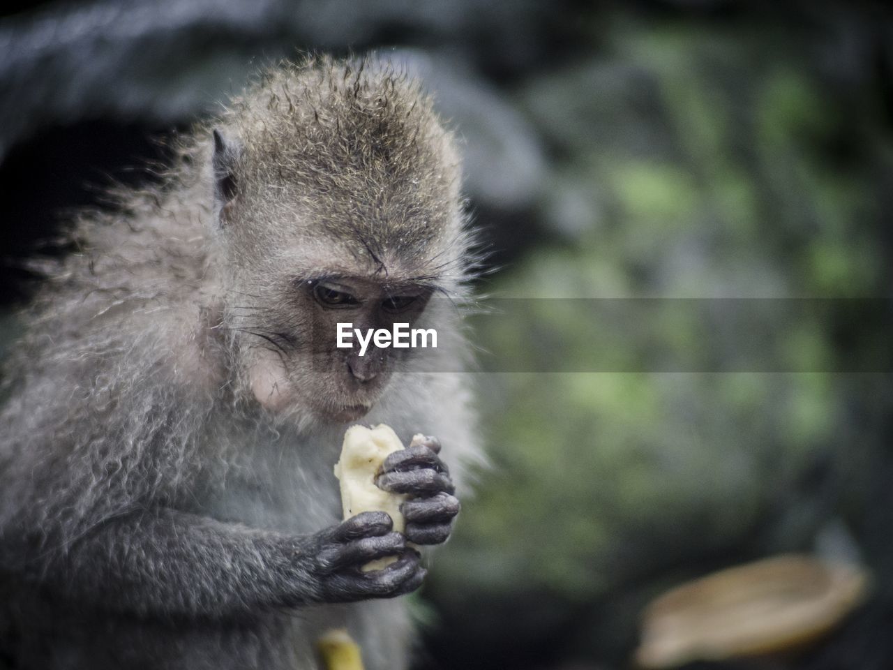 Close-up of monkey eating food