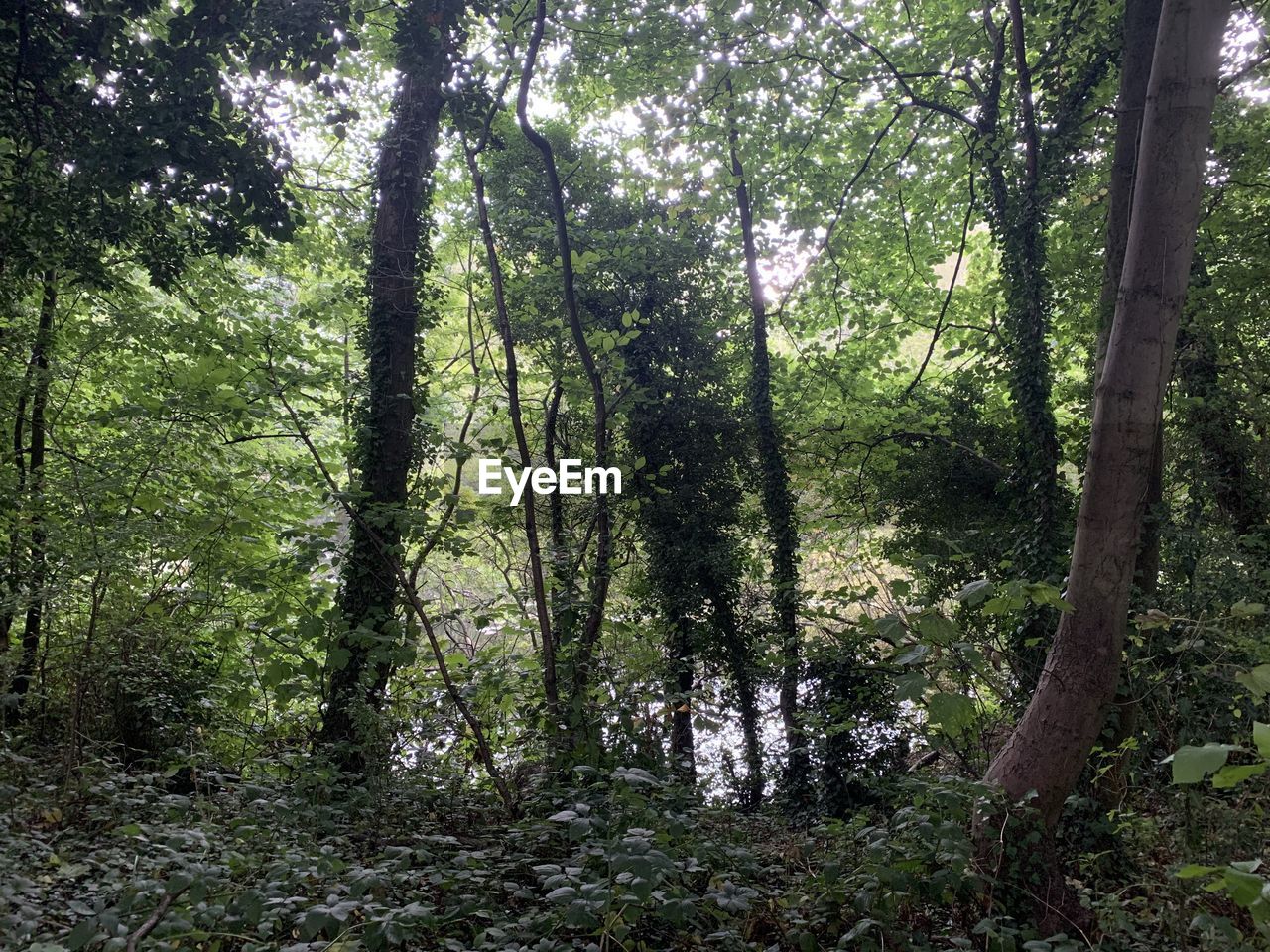 TREES GROWING IN FOREST