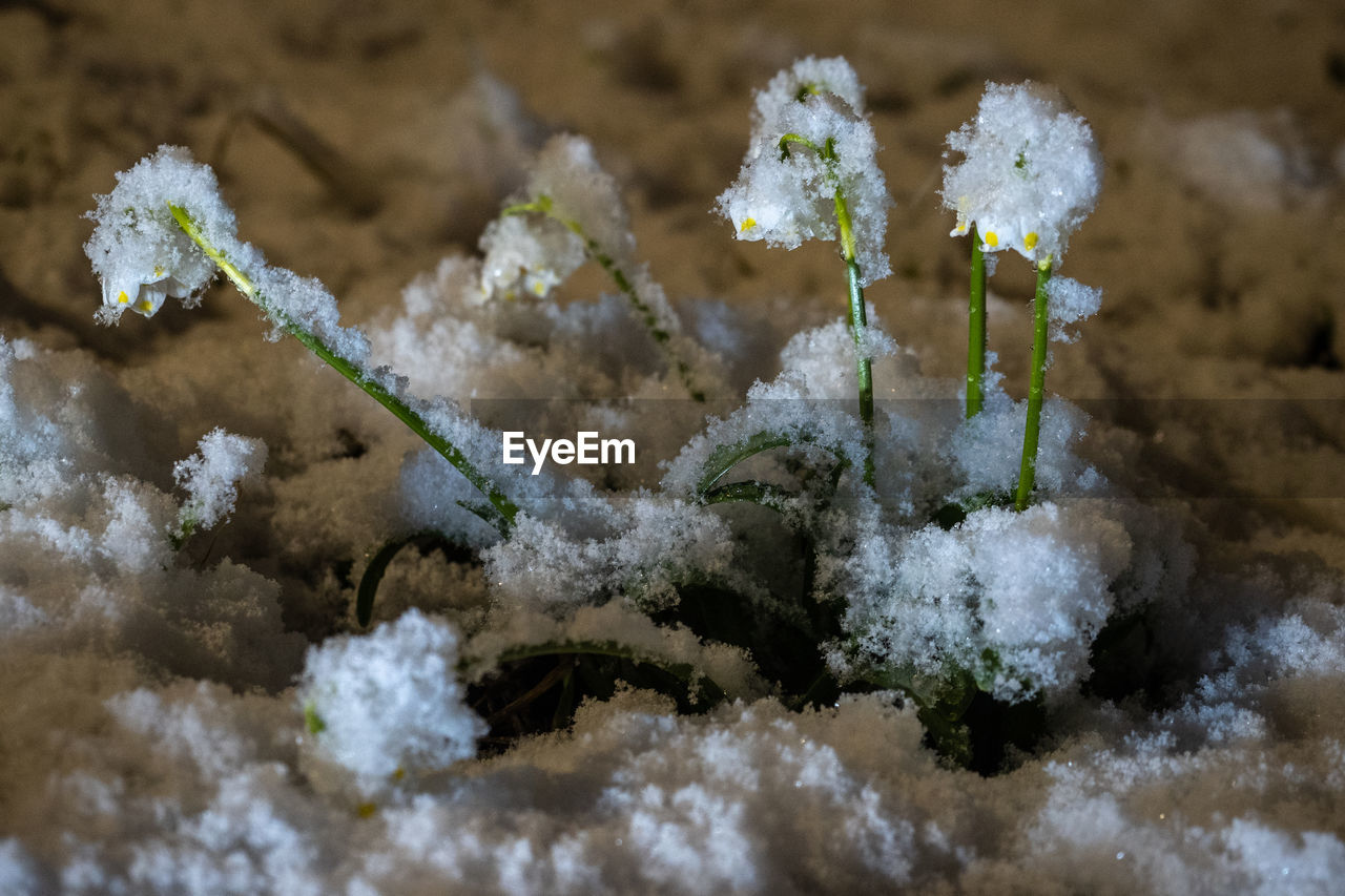 CLOSE-UP OF FROZEN PLANT DURING WINTER