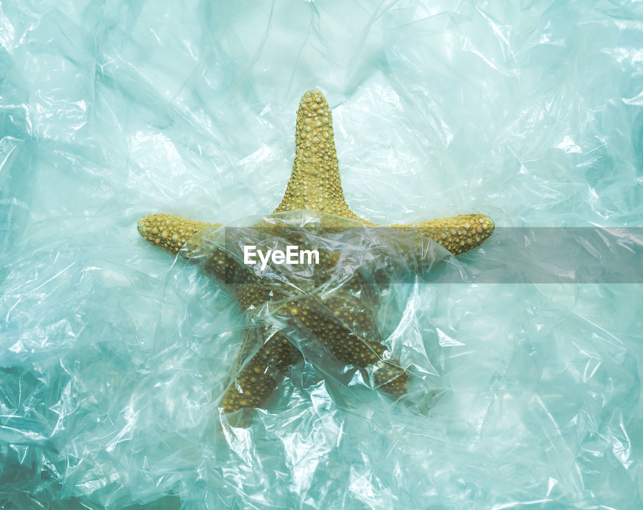 High angle view of starfish in plastic, plastic in the ocean, save the oceans