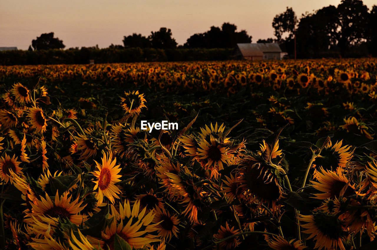 Plants growing on field against sky