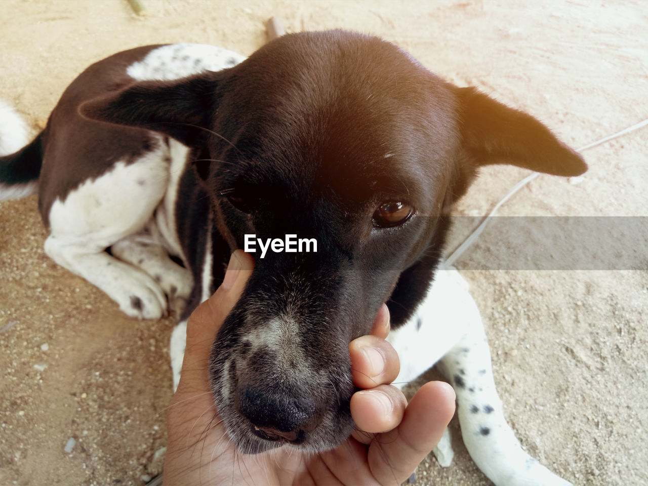 High angle view of dog on hand