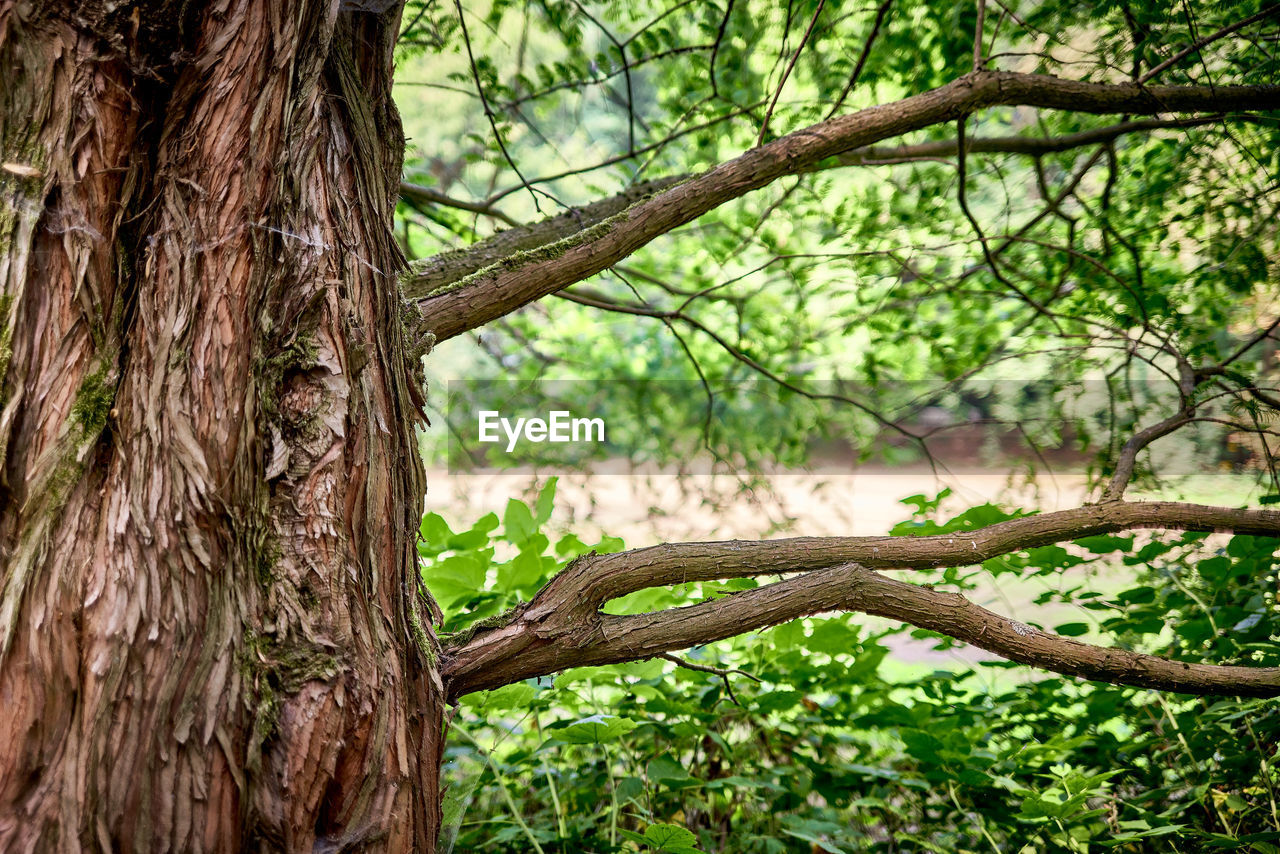 DEAD TREE BRANCH