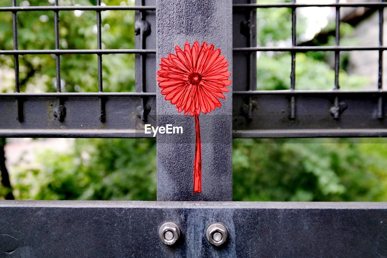 Close-up of red flower on railing by window