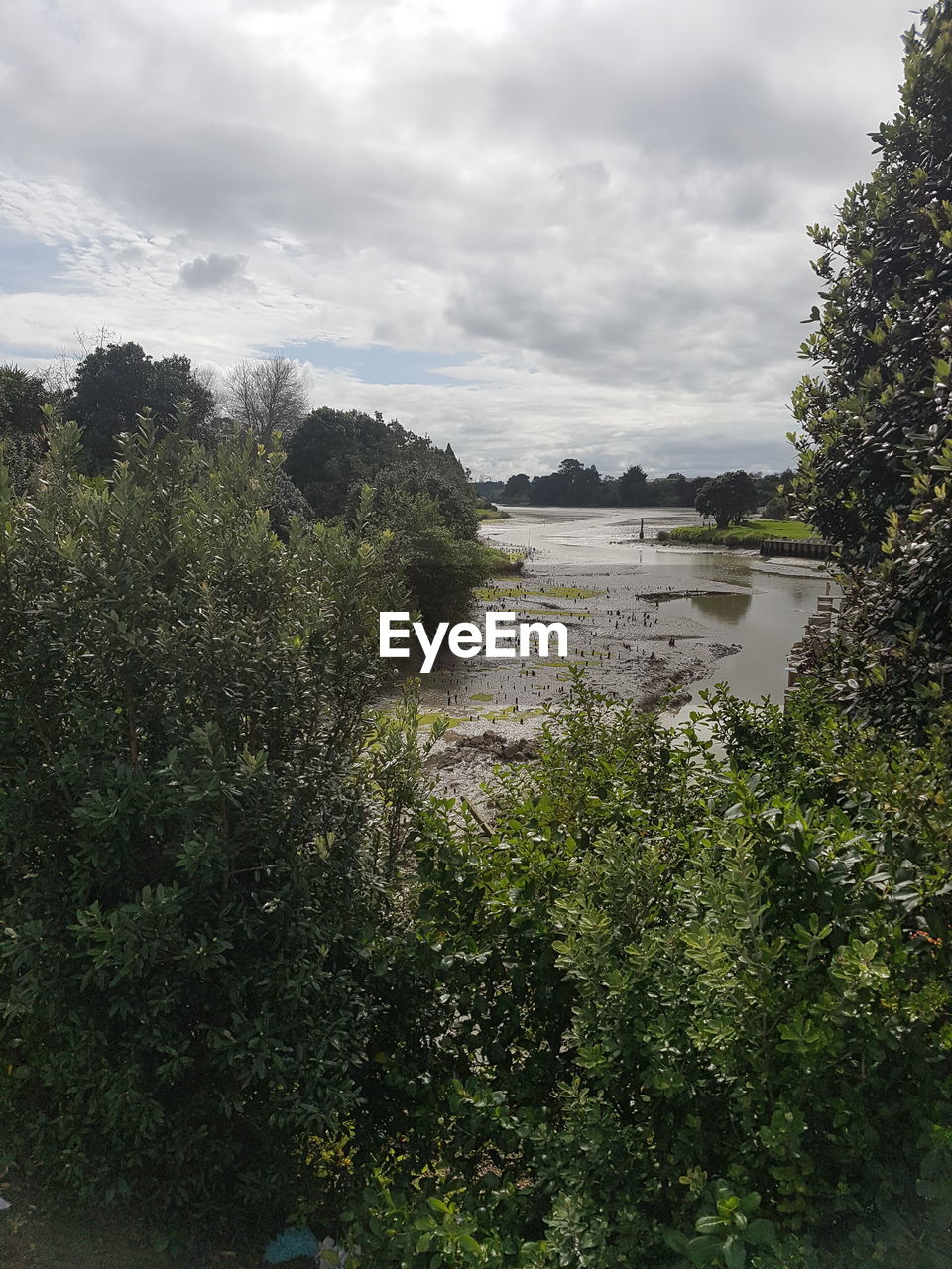 PLANTS BY RIVER AGAINST SKY