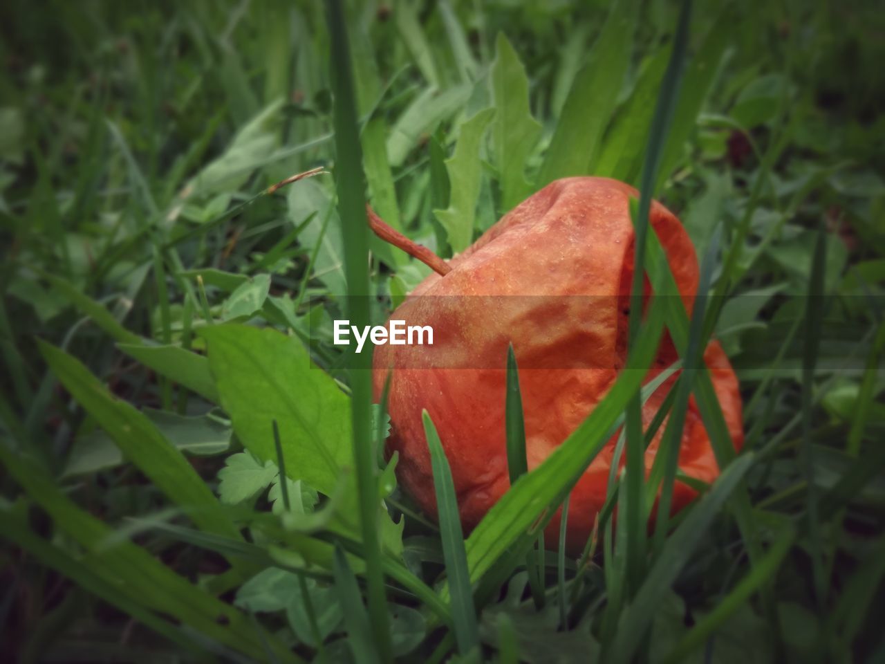 CLOSE-UP OF RED FLOWER GROWING IN GRASS