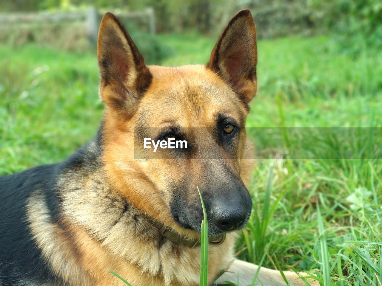 CLOSE-UP OF A DOG ON GRASS