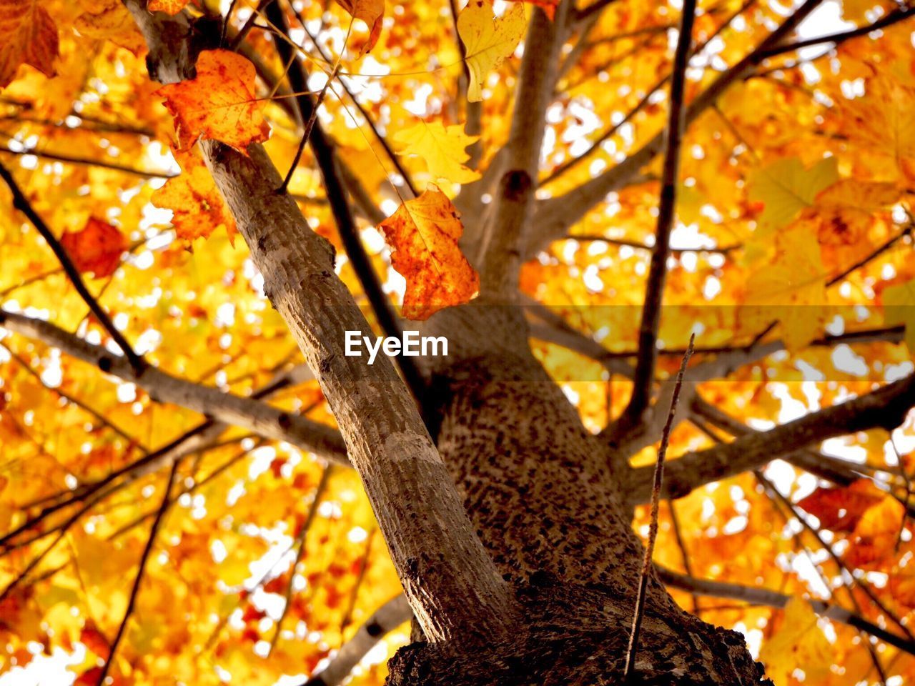 LOW ANGLE VIEW OF MAPLE TREE BRANCH