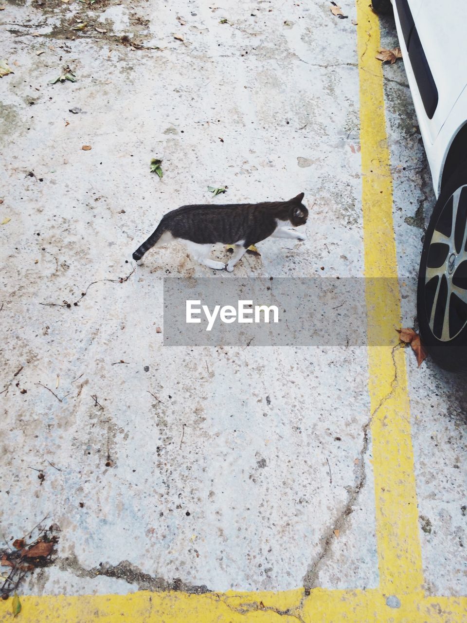 High angle view of cat walking on street towards car