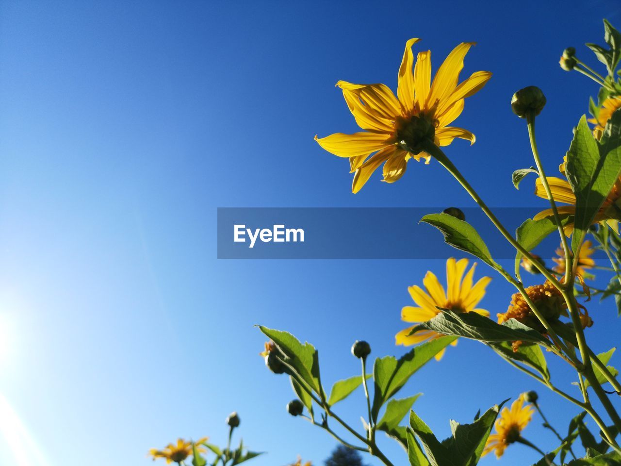 Low angle view of yellow flowering plant against clear blue sky