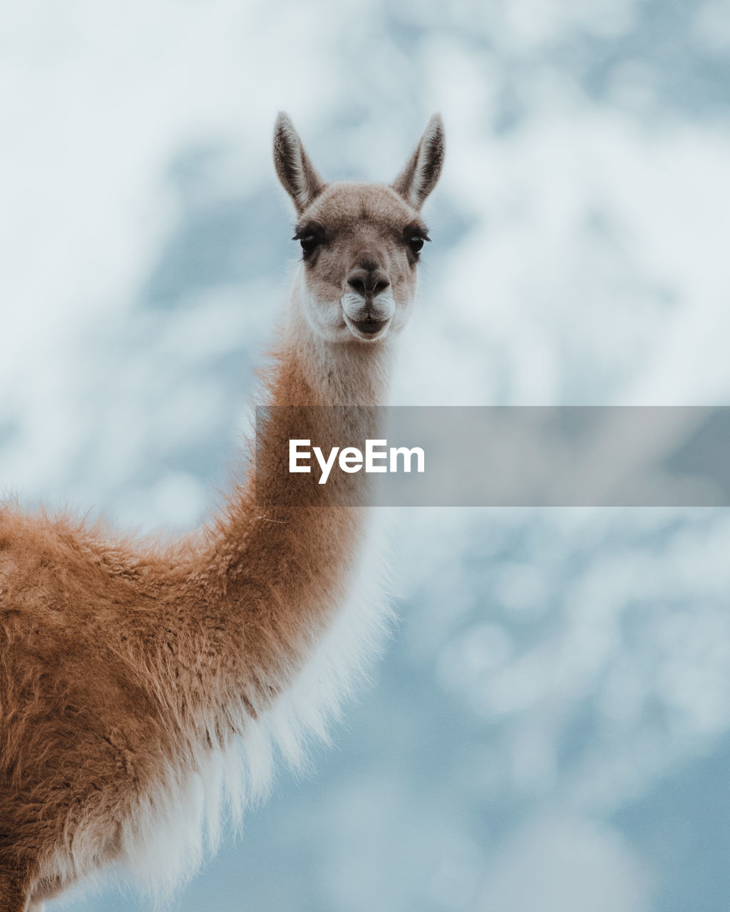 Portrait of guanaco