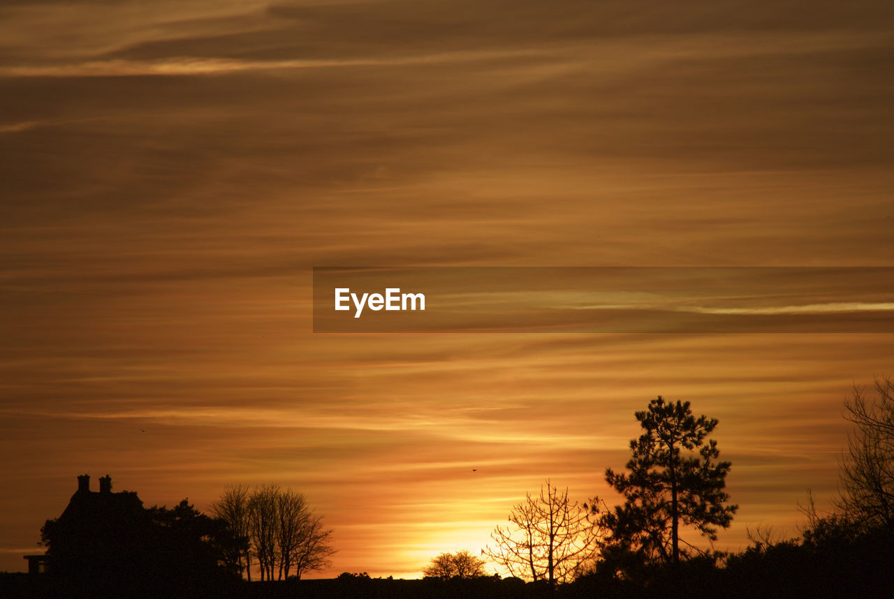 Low angle view of silhouette trees against orange sky