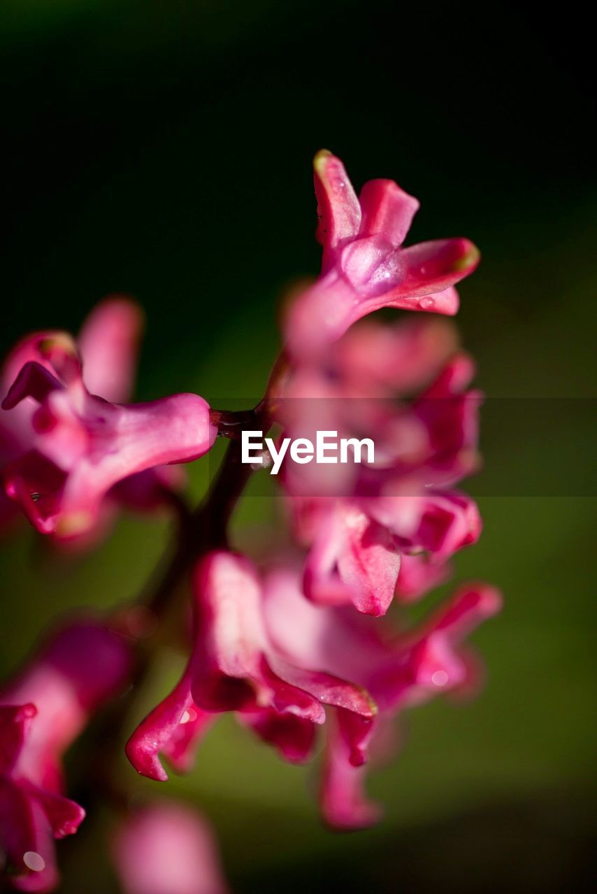 Close-up of wet pink flowers