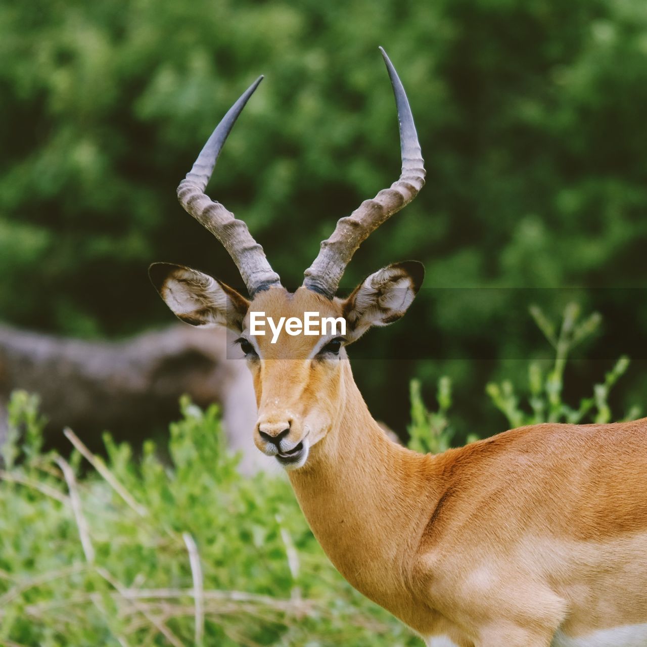 PORTRAIT OF DEER ON A FIELD