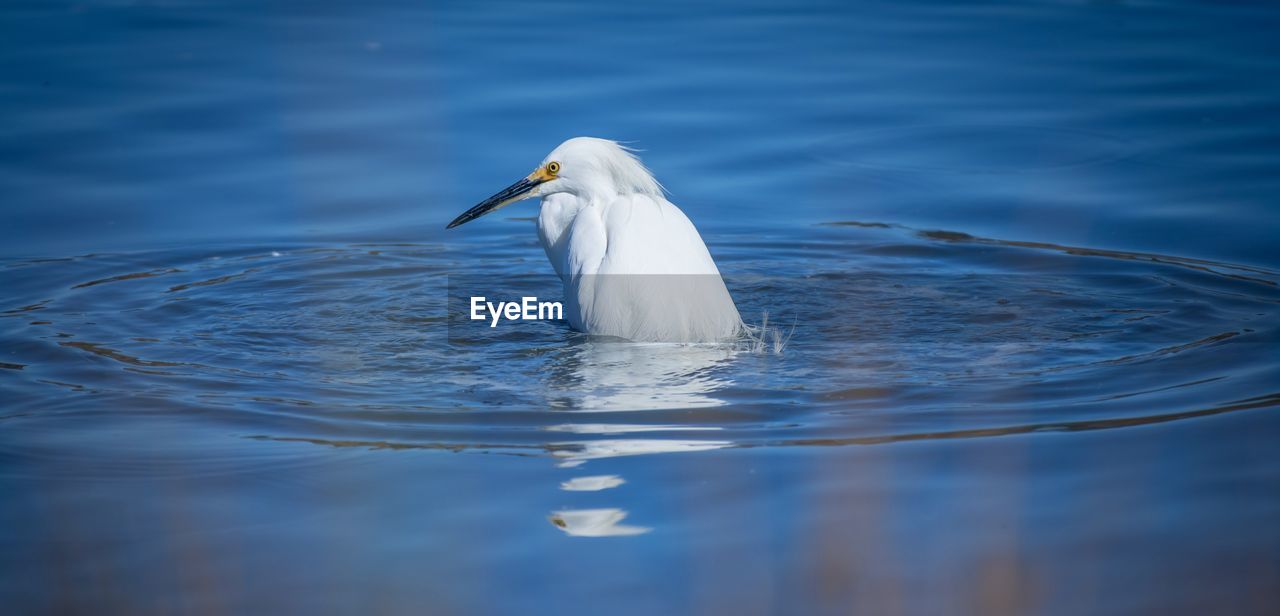 VIEW OF A BIRD IN LAKE