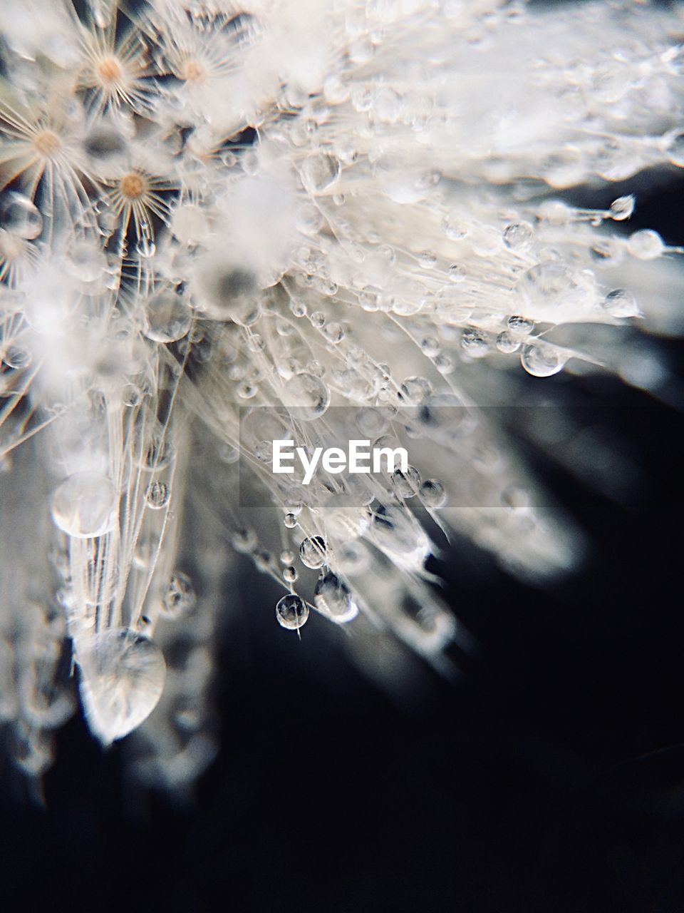 Close-up of frozen water drops on plant