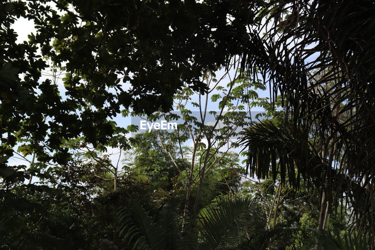 LOW ANGLE VIEW OF TREES AGAINST SKY