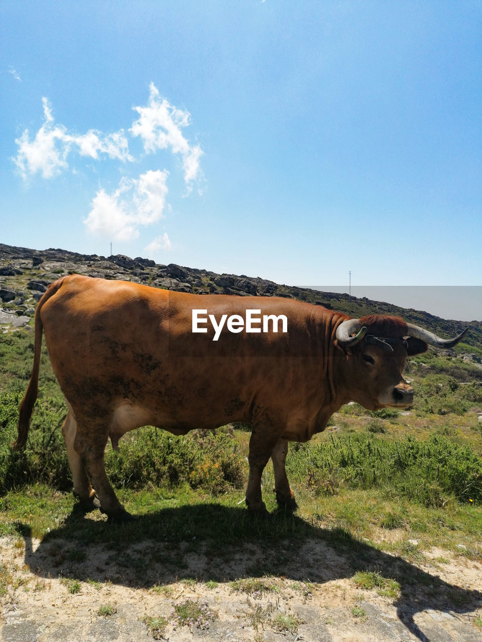 HORSE STANDING IN THE FIELD