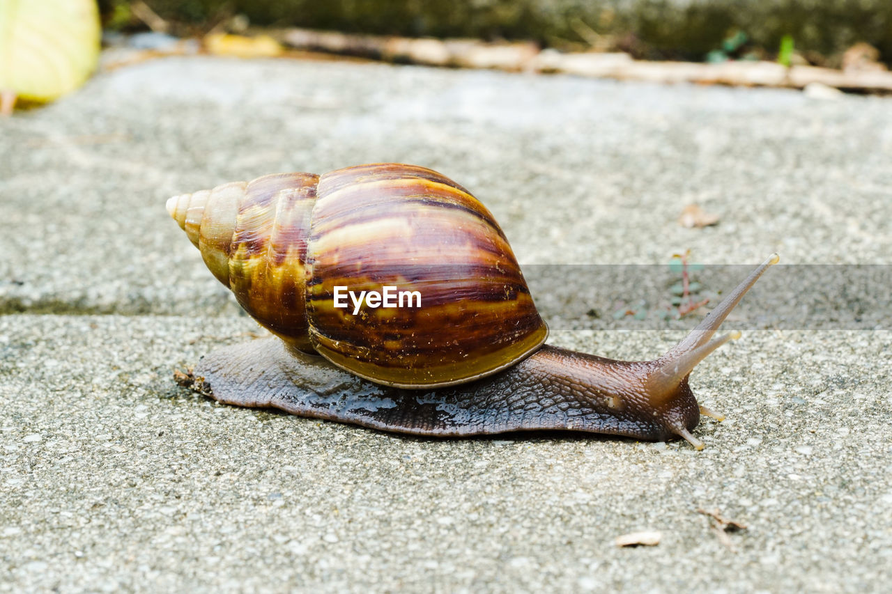 CLOSE-UP OF SNAIL ON A LEAF