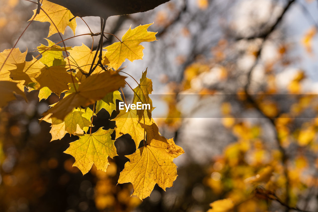 Close-up of yellow maple leaves against blurred background