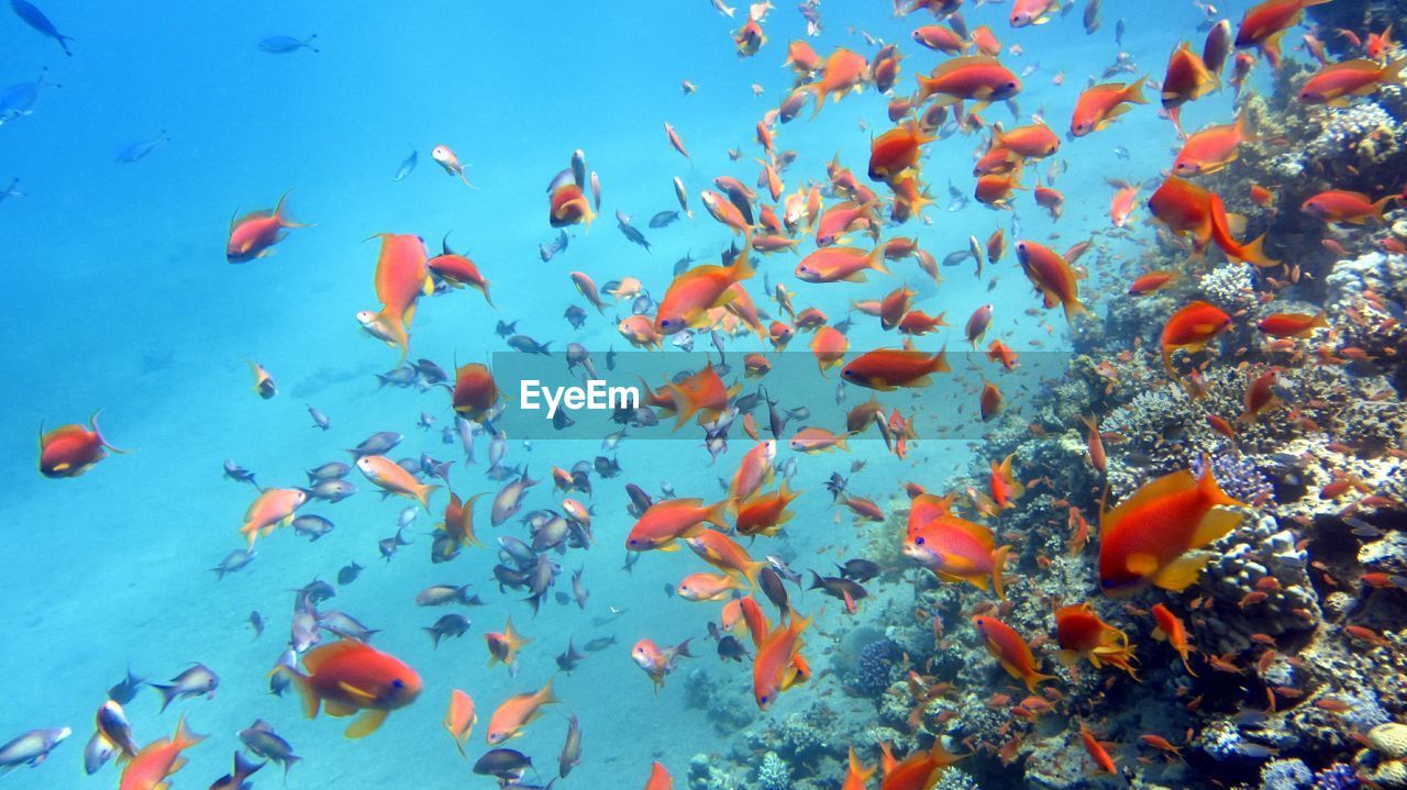 Lots of red sea