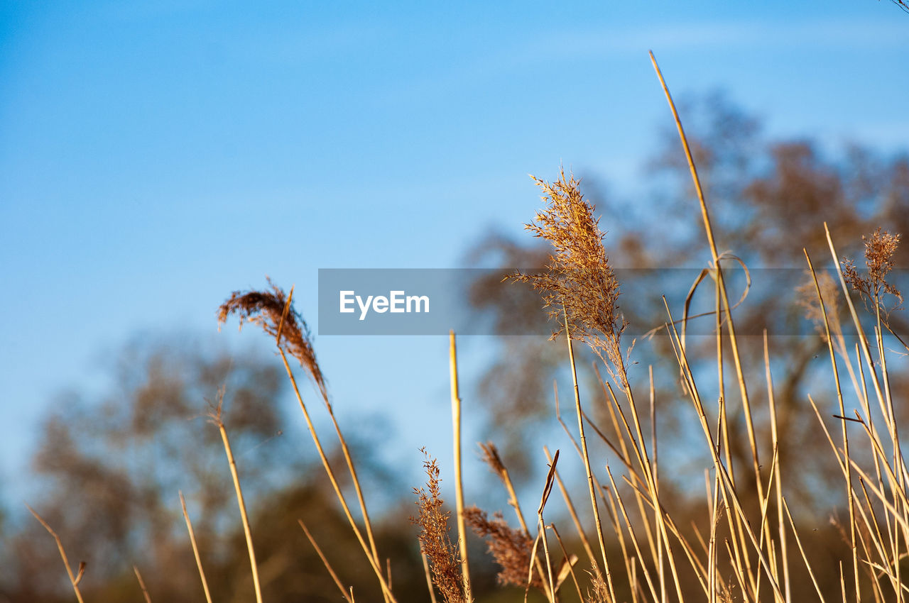 LOW ANGLE VIEW OF STALKS AGAINST SKY