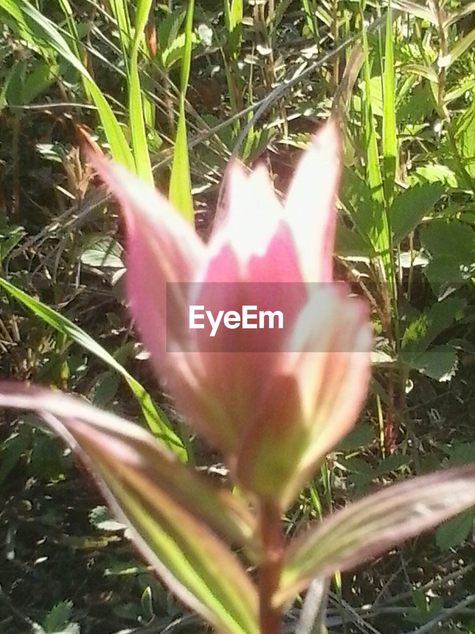 CLOSE-UP OF PINK FLOWERS BLOOMING IN GARDEN