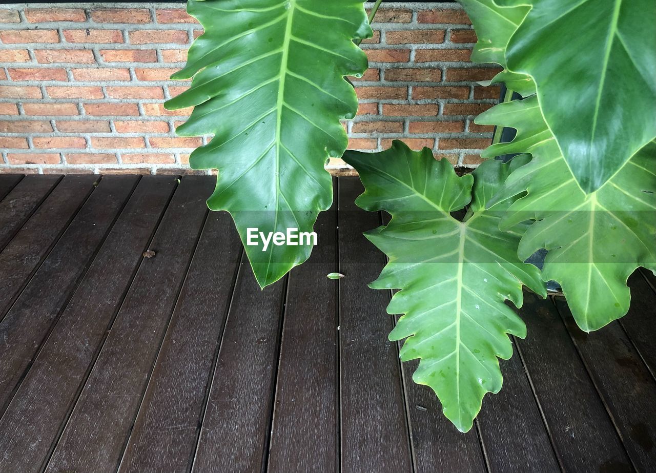 HIGH ANGLE VIEW OF LEAVES AGAINST WALL