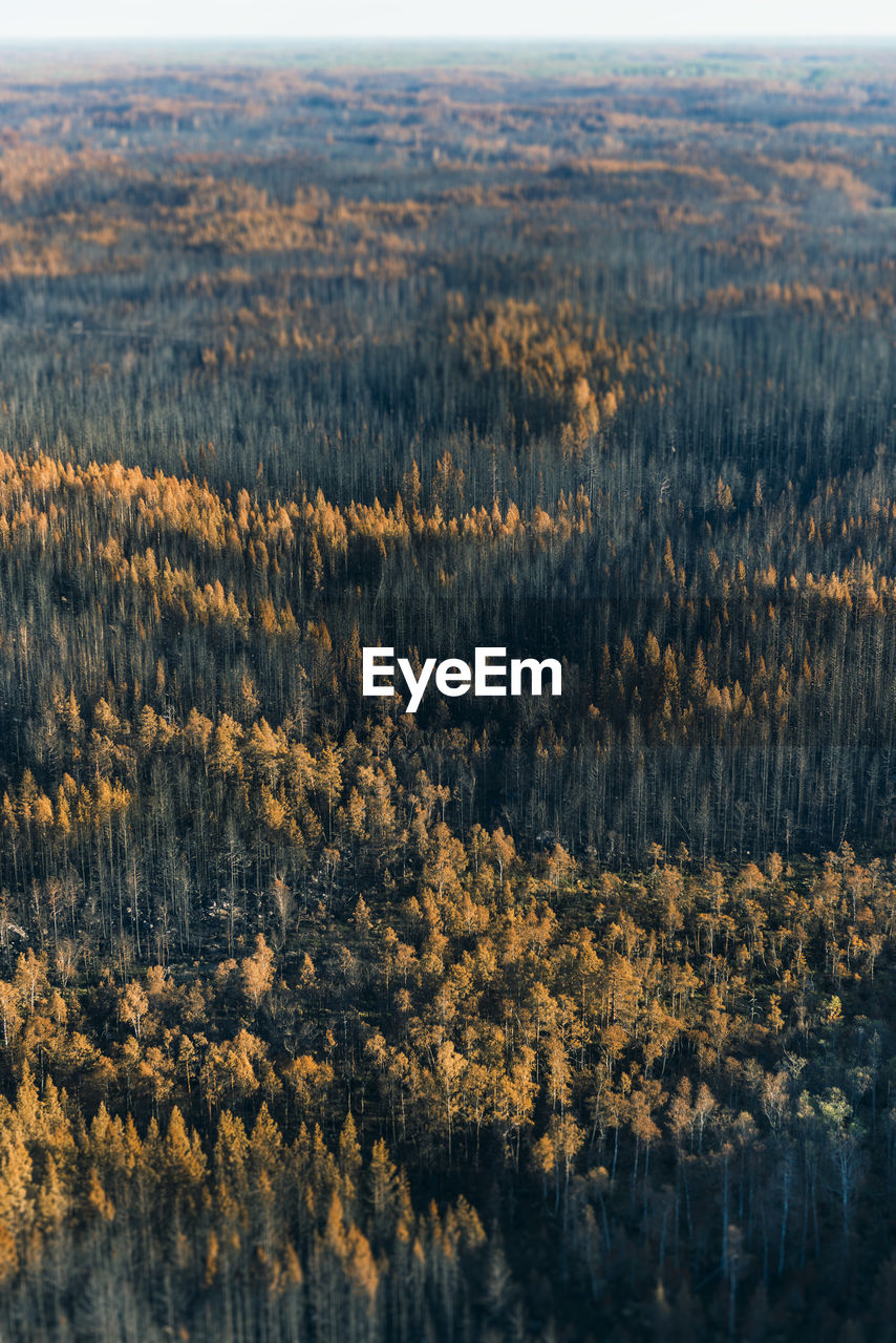 Aerial view of autumn forest