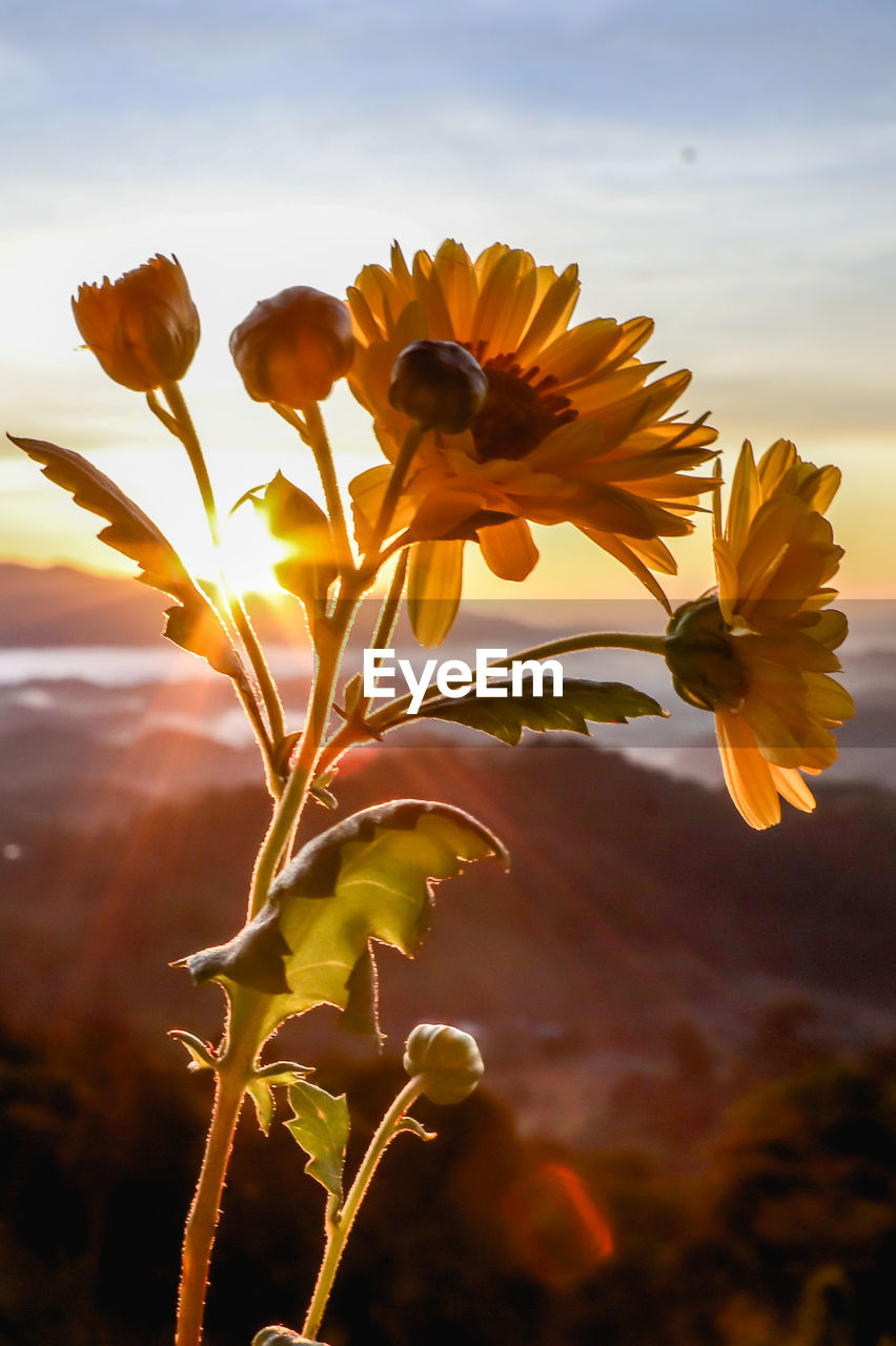 plant, yellow, beauty in nature, sky, flower, sunlight, nature, sunset, flowering plant, freshness, landscape, leaf, macro photography, cloud, sun, growth, flower head, no people, land, close-up, petal, autumn, rural scene, environment, outdoors, summer, vibrant color, field, orange color, sunflower, inflorescence, back lit, focus on foreground, agriculture, dusk, tranquility, fragility, plant part, food, multi colored, scenics - nature, plant stem, wildflower, sunbeam, botany