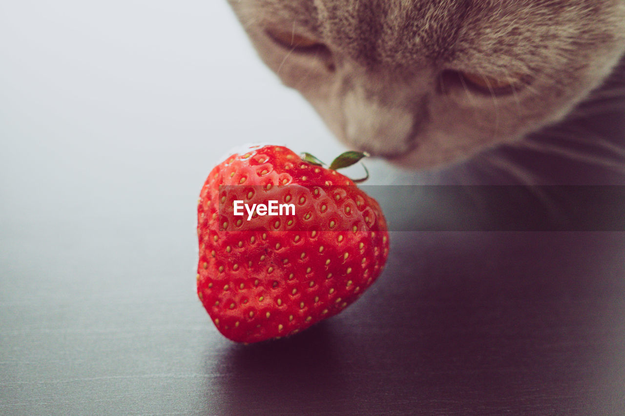 Close-up of strawberries on table against white background with nose of cat