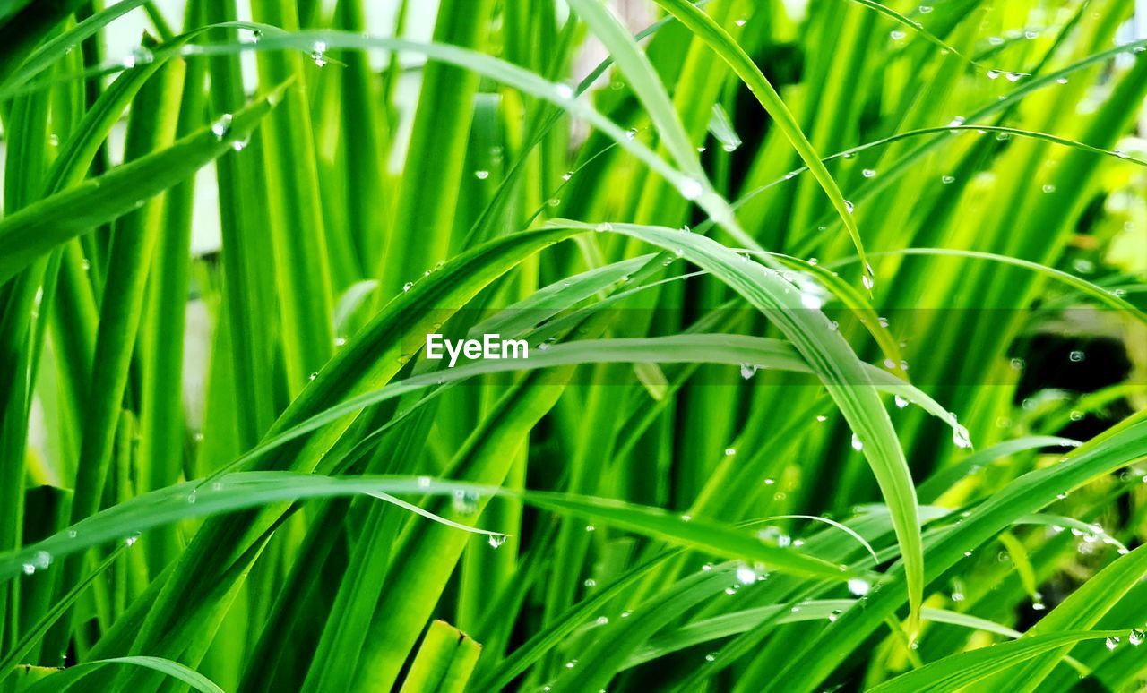 Close-up of wet grass growing on field