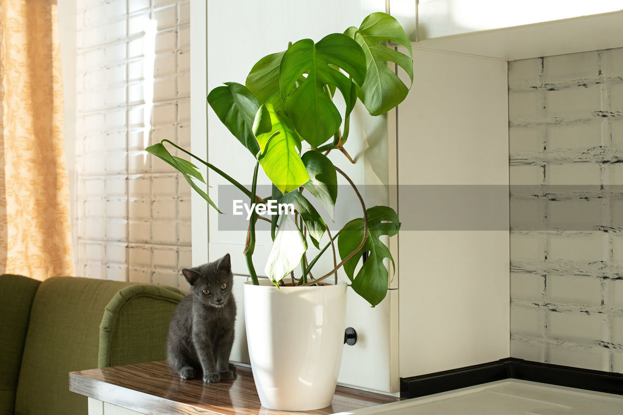 Monstera plant in a white pot on a white kitchen and little grey domestic cat. 