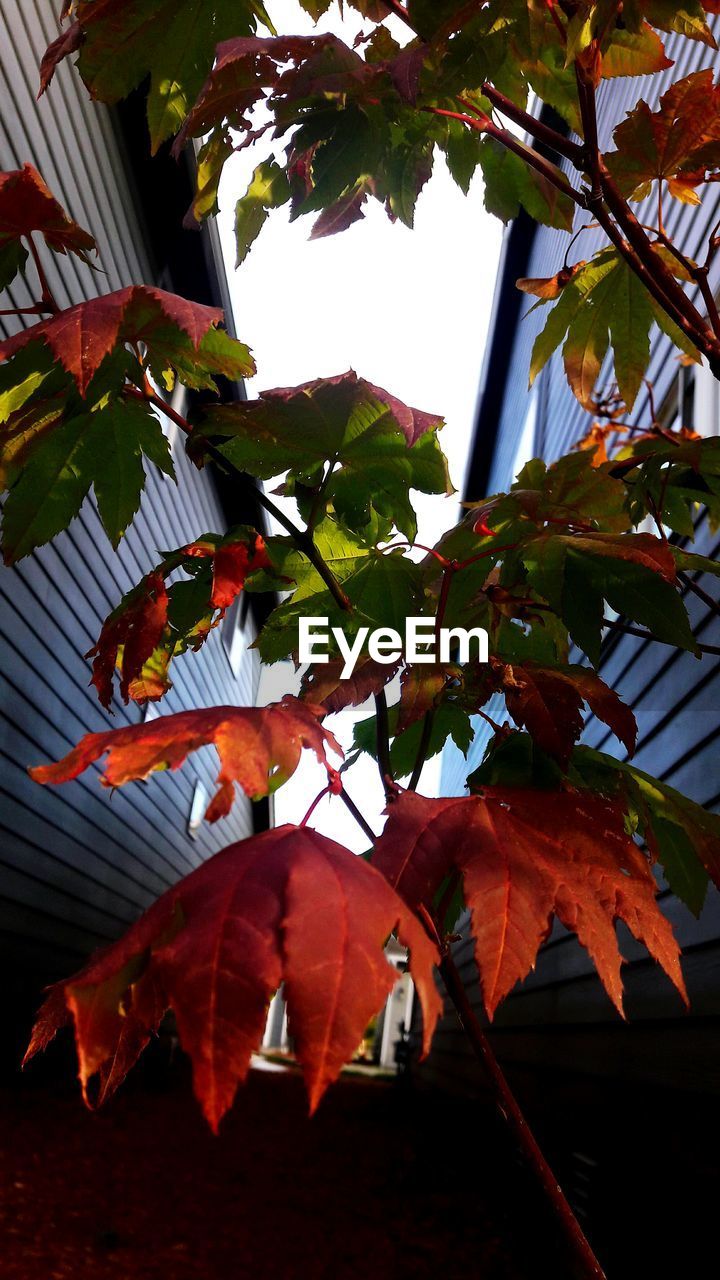 CLOSE-UP OF TREE WITH ORANGE LEAVES