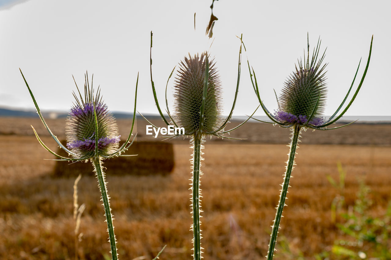 Close-up of thistle on field against sky