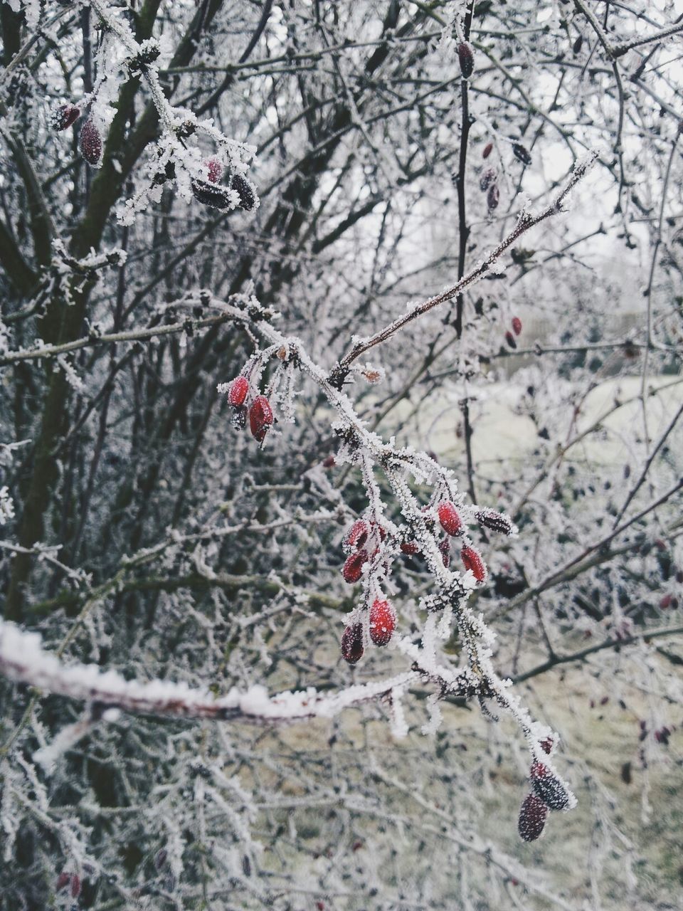 Close-up of snowed plants on landscape