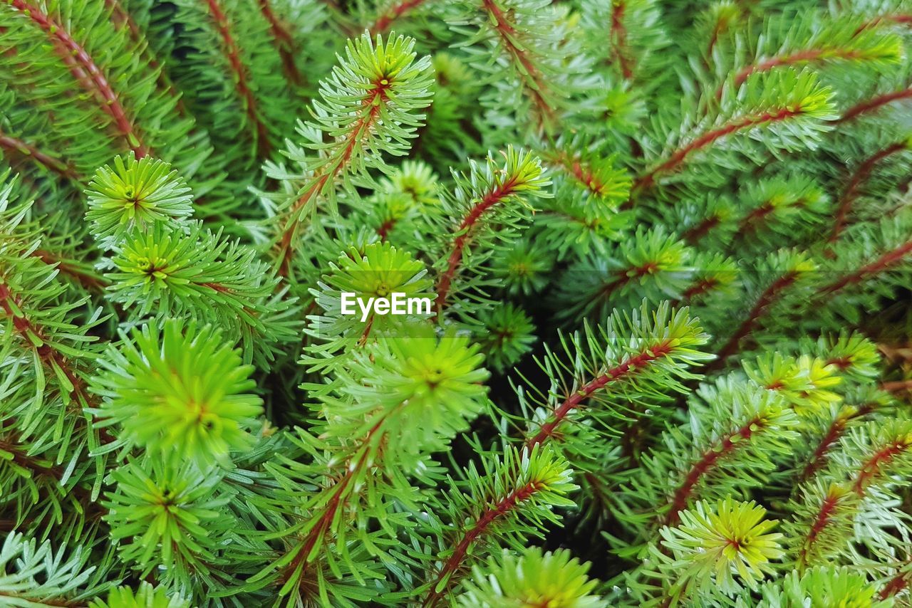 FULL FRAME SHOT OF GREEN LEAVES