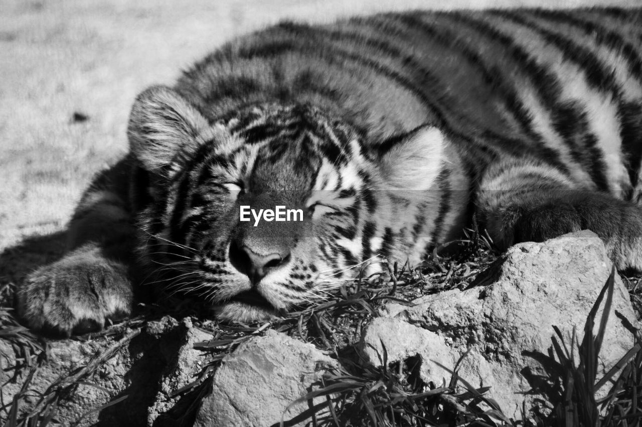 Close-up of tiger cub sleeping on rock at marwell wildlife