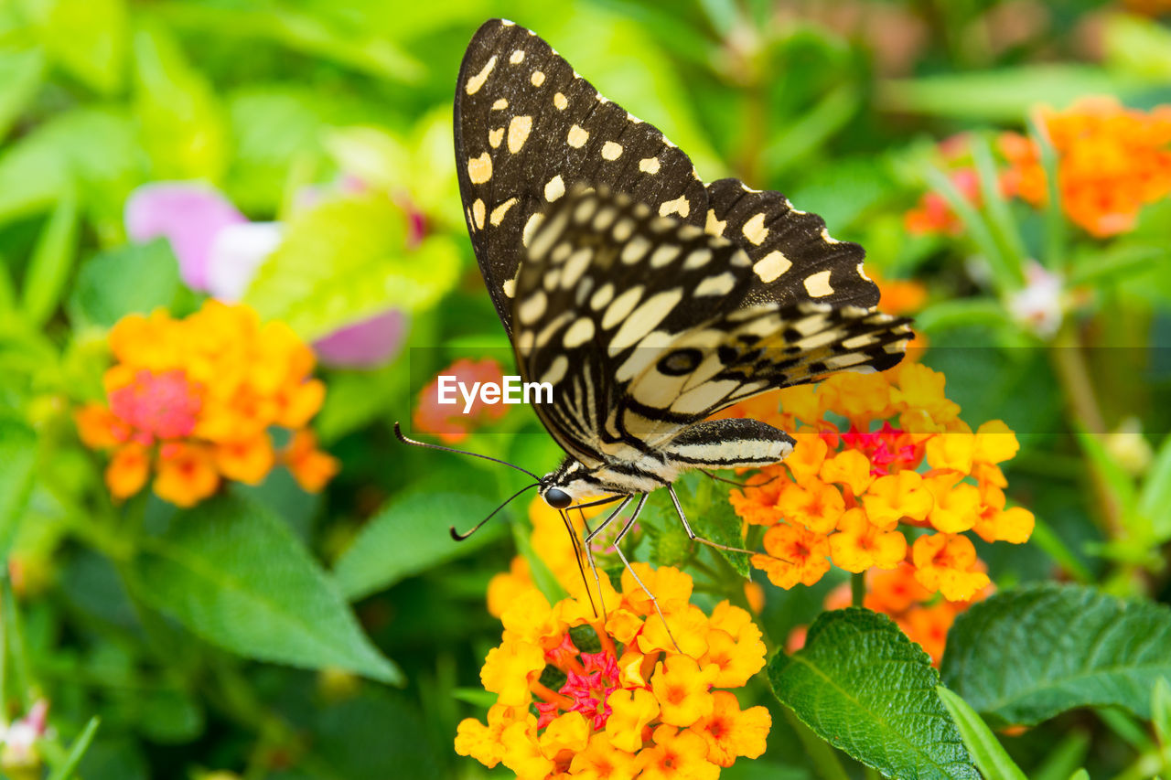 Close-up of butterfly on orange flower