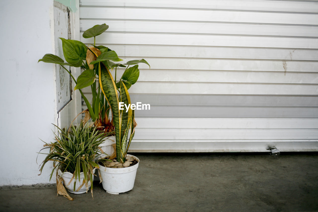 Potted plant against wall garage