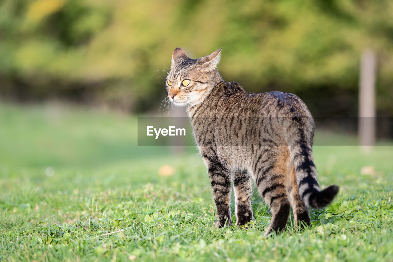 animal, cat, animal themes, mammal, grass, one animal, wild cat, domestic animals, pet, bobcat, small to medium-sized cats, plant, feline, no people, lynx, wildlife, domestic cat, portrait, nature, felidae, young animal, carnivore, prairie, outdoors, full length, animal wildlife, looking at camera, standing, selective focus