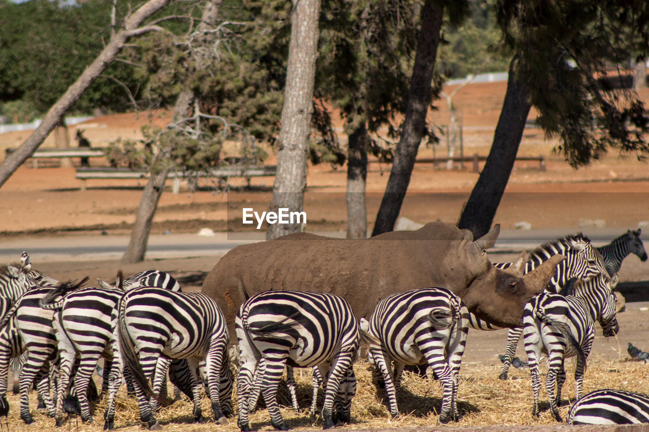 Zebras and rhinoceros on dirt road