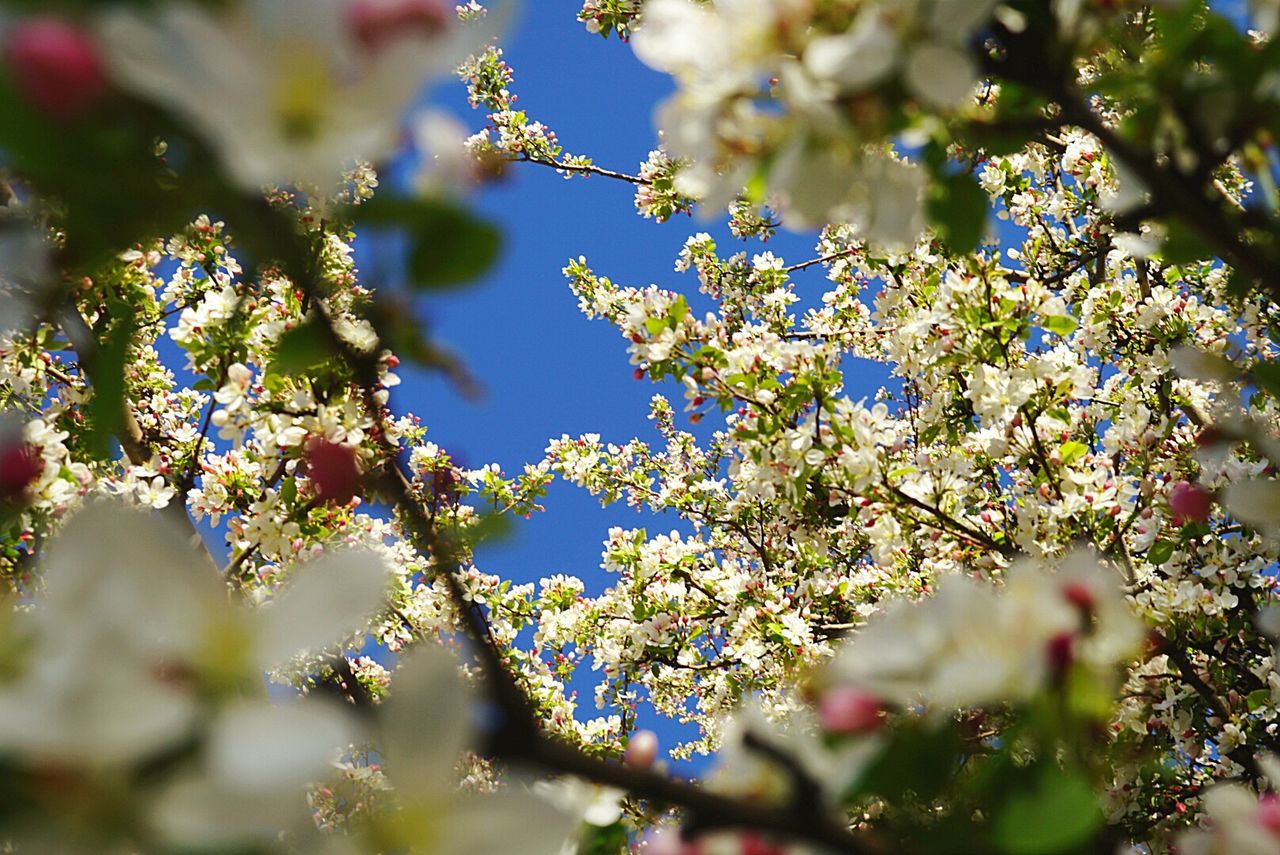 Close-up of flower on tree