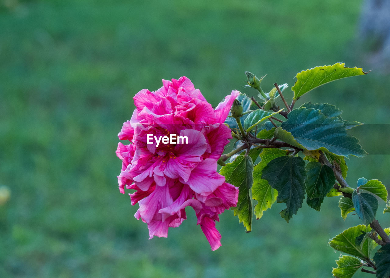 Close-up of pink flowers