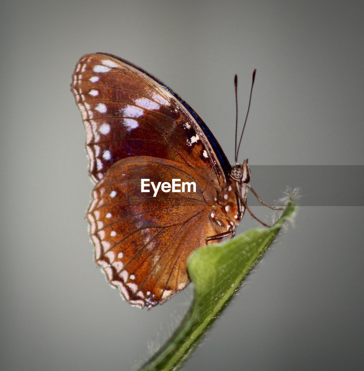 Close-up of butterfly perching on leaf over white background