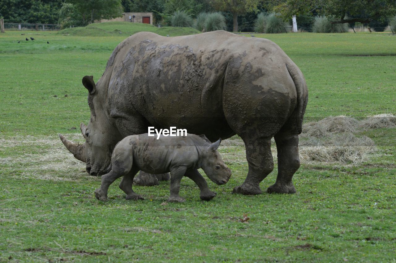 Female and young rhinoceros in cotswold wildlife park