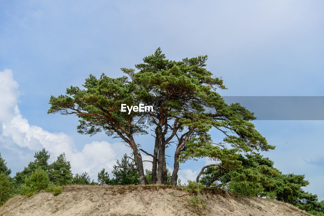 Low angle view of tree against sky