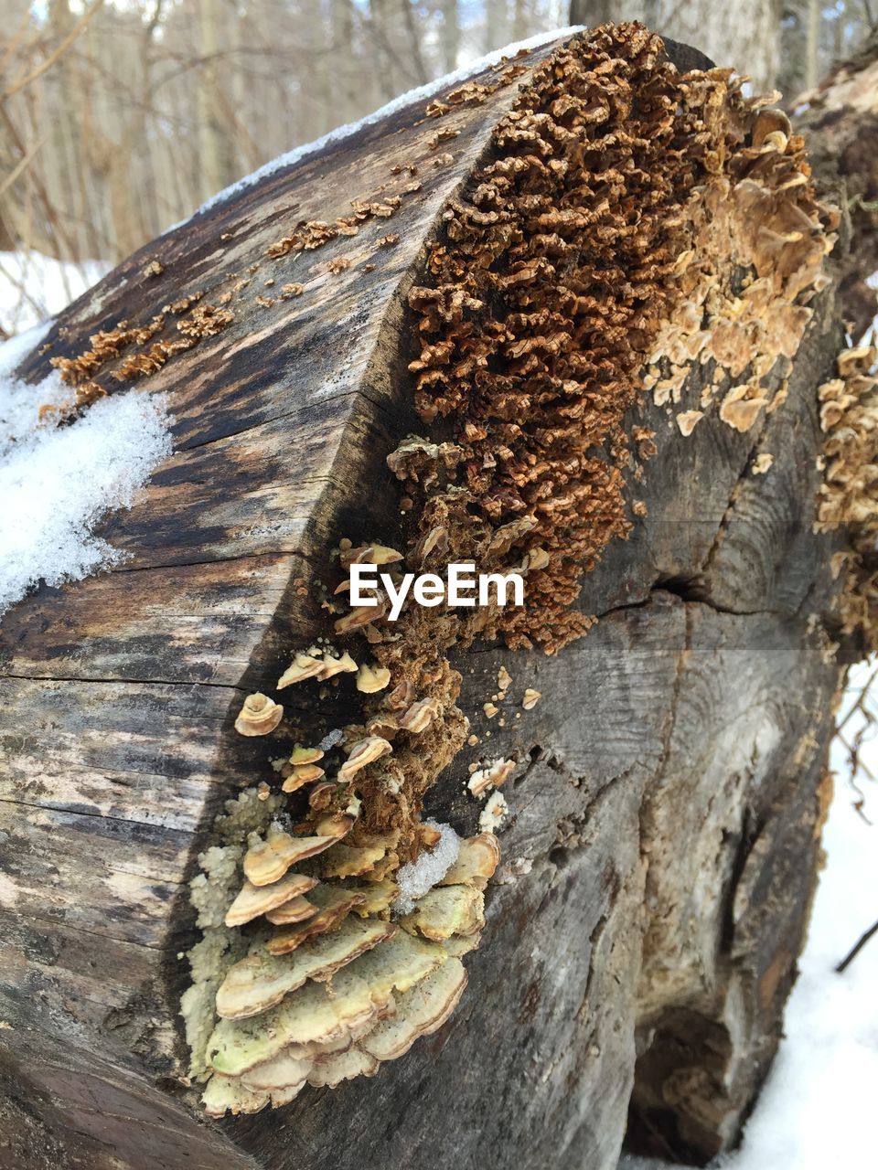 Close-up of mushroom growing on wood at snow covered field