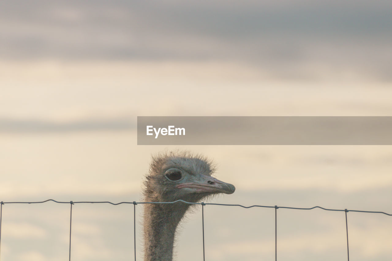 Close-up of a ostrich against sky